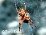 Bílé Karpaty, Sv. Štěpán,příroda,fauna, pavouci,pavouk křižák