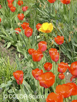 Tulipány