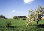 rozkvetly strom