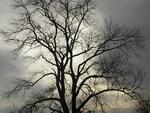 Strom