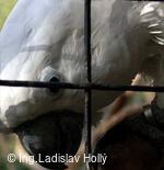ZOO Praha