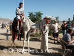 CK SHENKO´S