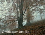 Hukvaldy 036