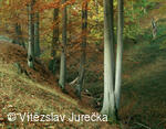 Hukvaldy 071
