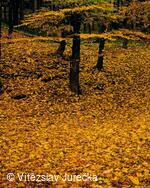 Hukvaldy 011