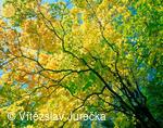 Hukvaldy 019