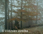 Hukvaldy 045
