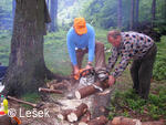 Dřevorubci