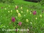 Orchis sambucina