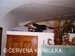 Ukládání Ježibaby mladé (tzn. bez vousů) k zimnímu spánku 31.12.2009