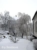 sněhová krása